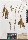Foto von Salix caprea L. x Salix purpurea L.